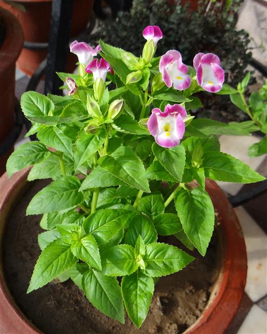 Torenia fournieri